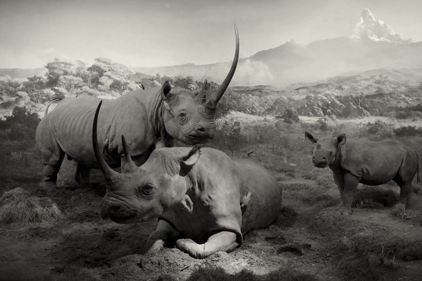  Natural History